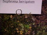 Nephroma laevigatum image