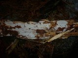Peniophorella praetermissa image