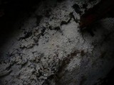 Hypochnicium geogenium image