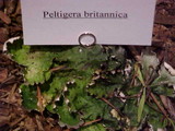 Peltigera britannica image