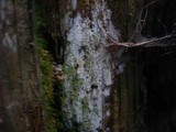 Fibulomyces mutabilis image