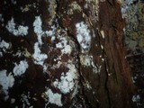 Fibulomyces mutabilis image