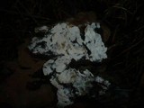 Fibulomyces mutabilis image