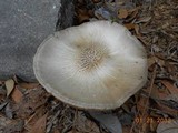Pluteus petasatus image
