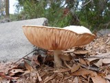 Pluteus petasatus image
