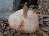 Pluteus petasatus image