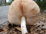 Pluteus petasatus image
