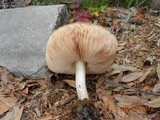 Pluteus petasatus image