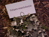 Peltigera neopolydactyla image