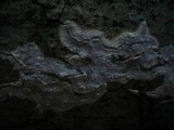 Phlebiopsis gigantea image