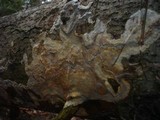 Phlebiopsis gigantea image