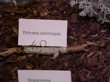 Pertusaria subambigens image