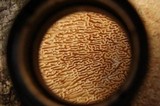 Daedaleopsis confragosa image