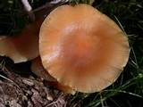 Flammulina velutipes var. lupinicola image