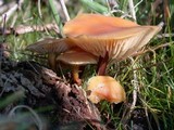 Flammulina velutipes var. lupinicola image