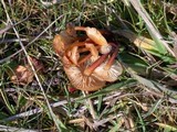Flammulina velutipes var. lupinicola image