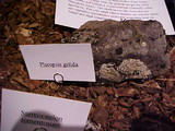 Placopsis gelida image