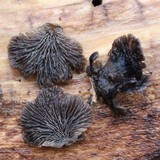 Resupinatus alboniger image