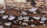 Resupinatus alboniger image