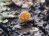 Mycena corticola image
