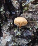 Mycena corticola image