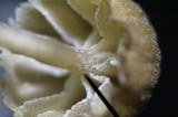 Mycena corticola image