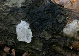 Tremella fuciformis image