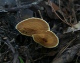 Coltricia perennis image