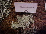 Platismatia glauca image