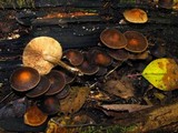 Agrocybe firma image