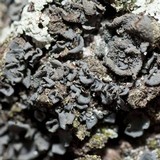 Leptogium austroamericanum image