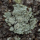 Dirinaria picta image