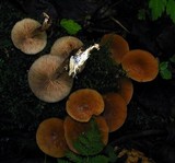 Agrocybe firma image