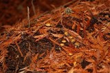 Xeromphalina cauticinalis image