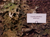 Pseudocyphellaria anthraspis image