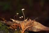 Micromphale sequoiae image
