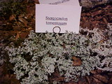 Stereocaulon tomentosum image