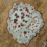 Arthonia cinnabarina image