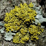 Candelaria concolor image