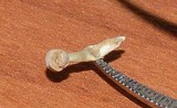 Onygena corvina image