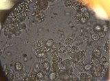 Onygena corvina image