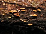 Melanotus horizontalis image