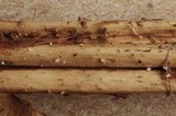 Psilachnum chrysostigma image