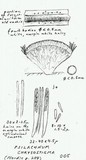Psilachnum chrysostigma image