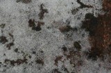 Subulicystidium longisporum image