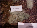 Usnea wirthii image