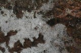 Subulicystidium longisporum image