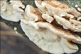 Trametes ochracea image