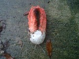 Clathrus columnatus image
