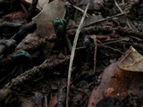 Microglossum viride image